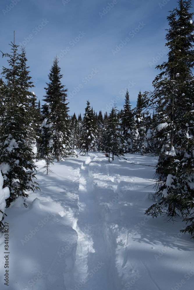 Trail in big snow in pine tree forest Trail in big snow in pine tree forest