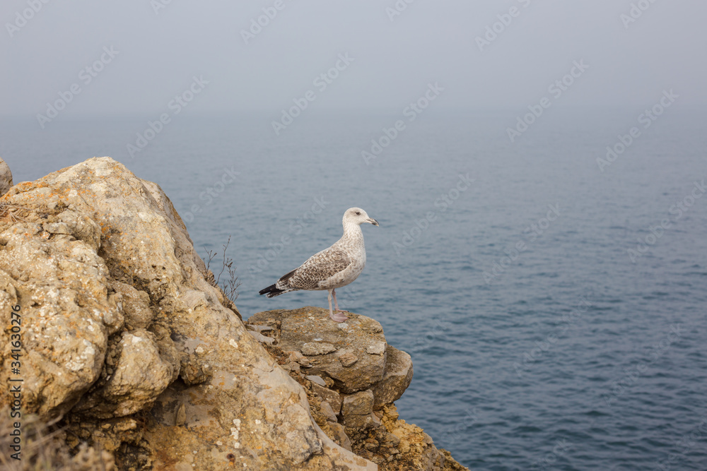 Seagull bird standing feet on cliff in Atlantic Ocean. Seagull bird standing feet on cliff in Atlantic Ocean.