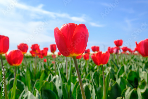 Red tulips in the field with wide angle lense from below  blue cloudy sky in the Netherlands. Selective focus