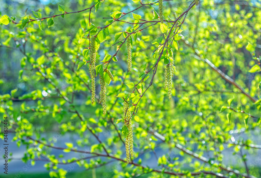 Birch tree branches with green trees and catkins. Spring nature background. Birch tree branches with green trees and catkins. Spring nature background.
