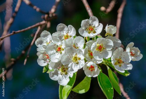 Beautiful blooming pear tree branches with white flowers and buds, growing in a garden. Spring nature background.