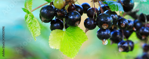 Photography Black currant berries on a branch in summer garden.