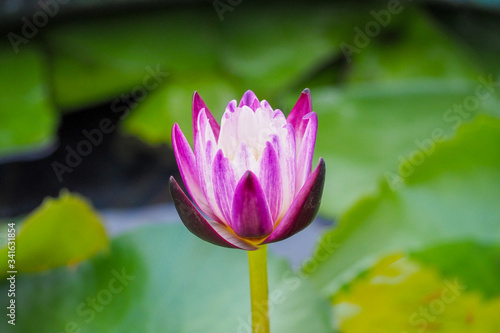 Pink lotus flower blooming in the basin