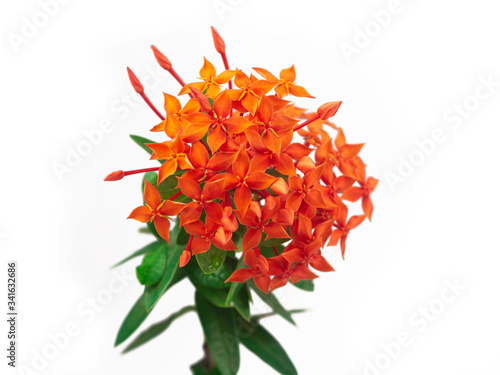 Rubiaceae flower isolate on white background. Ixora coccinea flower blossom in a garden. Red spike flower. red flowers