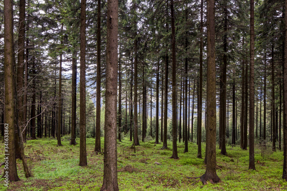 Fototapeta premium Thuringian Forest