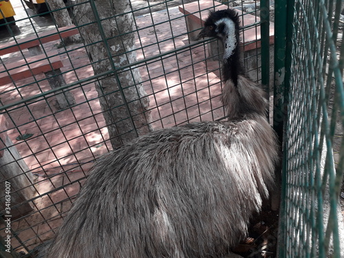 emu living ebird in kerala tvm photo