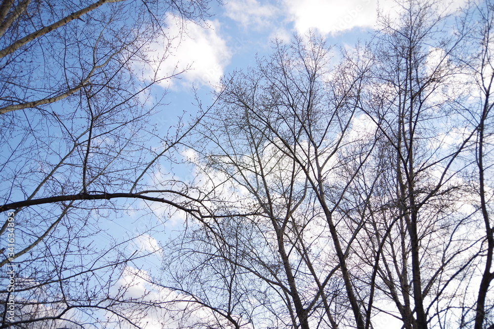 Bare branches of several trees, bushes against a blue sky with white clouds, close-up Bare branches of several trees, bushes against a blue sky with white clouds, close-up