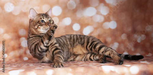 Obraz na plátně Toyger cat on a cat show