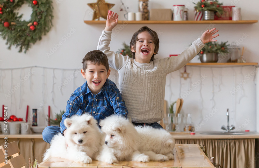 Boys brothers, home, samoyed puppy, fun Boys brothers, home, samoyed puppy, fun