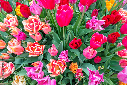 Bunch of blossoming tulip flowers in spring