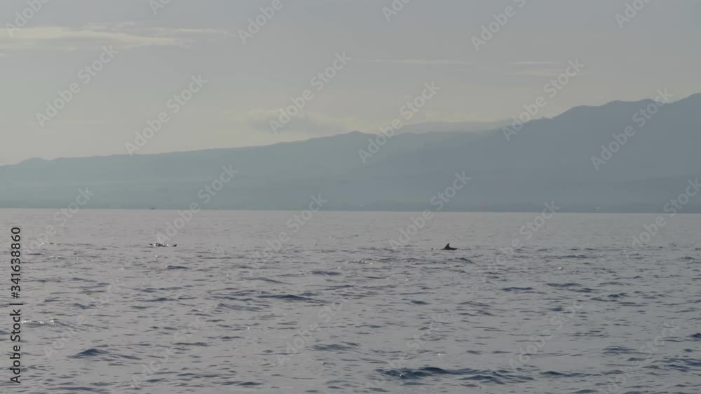 Stenellalongirostris dolphins jumping out of the water Stenellalongirostris dolphins jumping out of the water