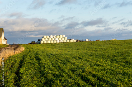 A pyramid of white silage bales on the edge of a field with green grass. Site about agriculture, seasons, dairy farm.  Central Europe .