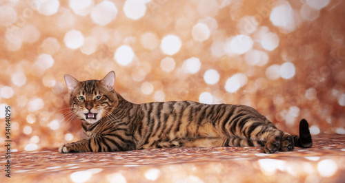 Quadro su tela Toyger cat on a cat show