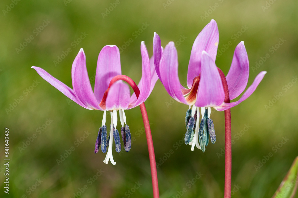 A selective photo of a beautiful alpine flower, Erythronium dens-canis, on an unfocused green background A selective photo of a beautiful alpine flower, Erythronium dens-canis, on an unfocused green background