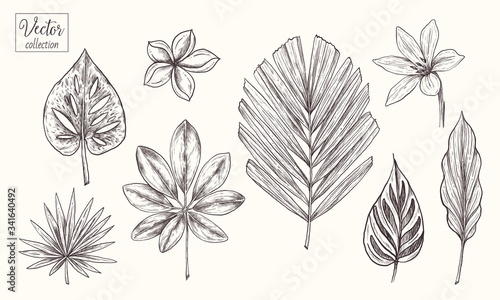 Collection of tropical plants, leaves and flowers. Vector Hand Drawn Sketch Botanical Illustration. Highly detailed plant. Palm leaves. Monstera, Plumeria