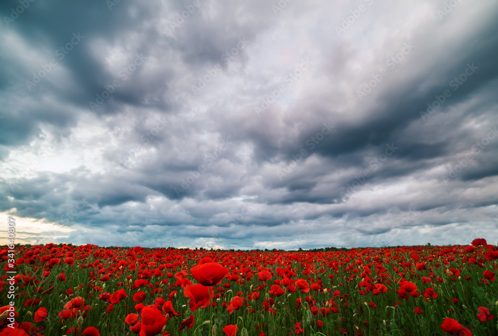 Fototapeta premium Field with blooming red poppies and dramatic sky.