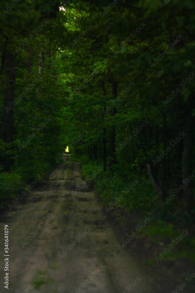 Naklejka premium road in the forest