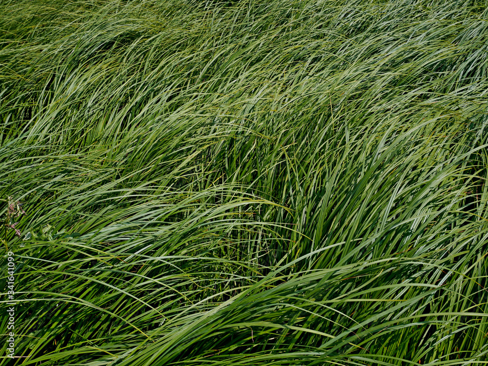 Dense thicket sedge grass as background Dense thicket sedge grass as background