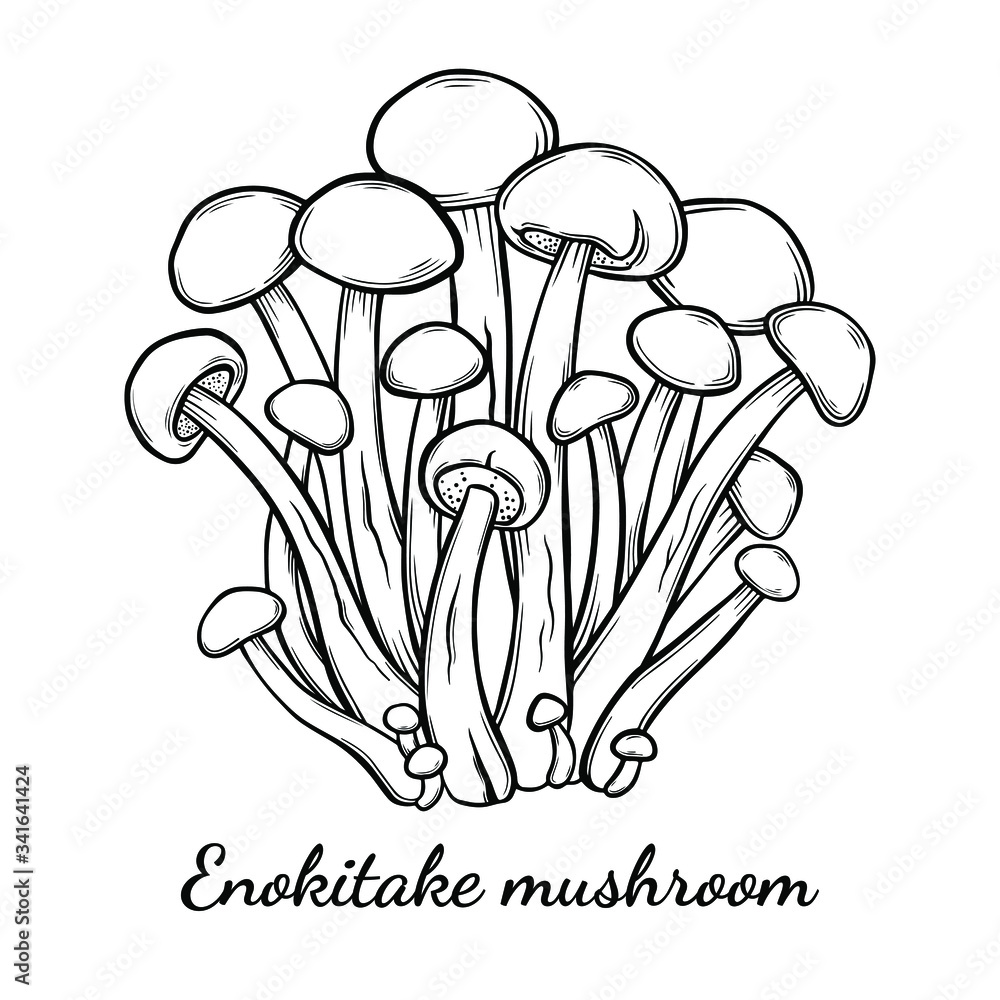 Enoki mushroom hand drawn vector illustration. Sketch style drawing