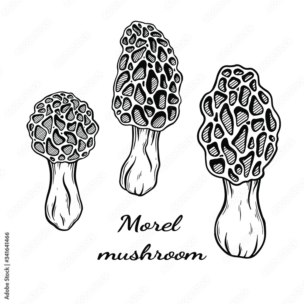 Morel mushroom hand drawn vector illustration. Sketch style drawing