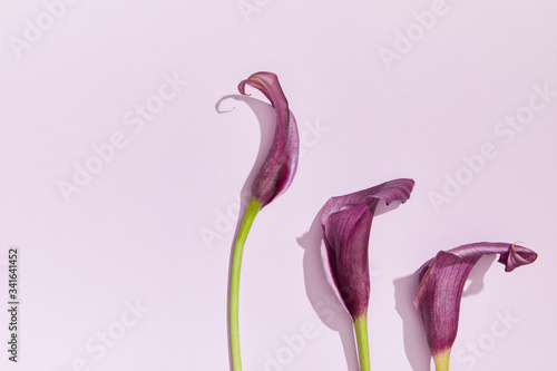 pink lily flowers on pastel light purple background © ShapeImages