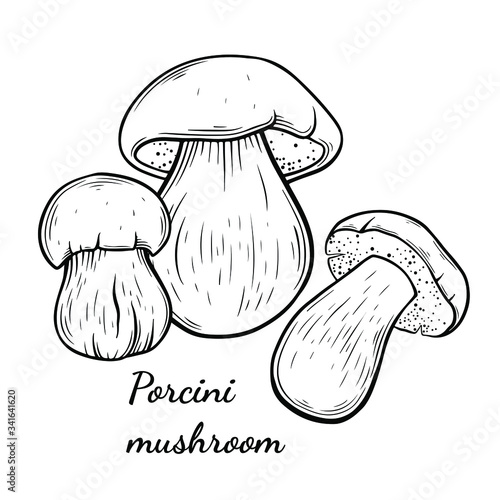 Porcini mushroom hand drawn vector illustration. Sketch style drawing isolated on white background with sliced pieces. Organic vegetarian object for menu, label, recipe, product packaging