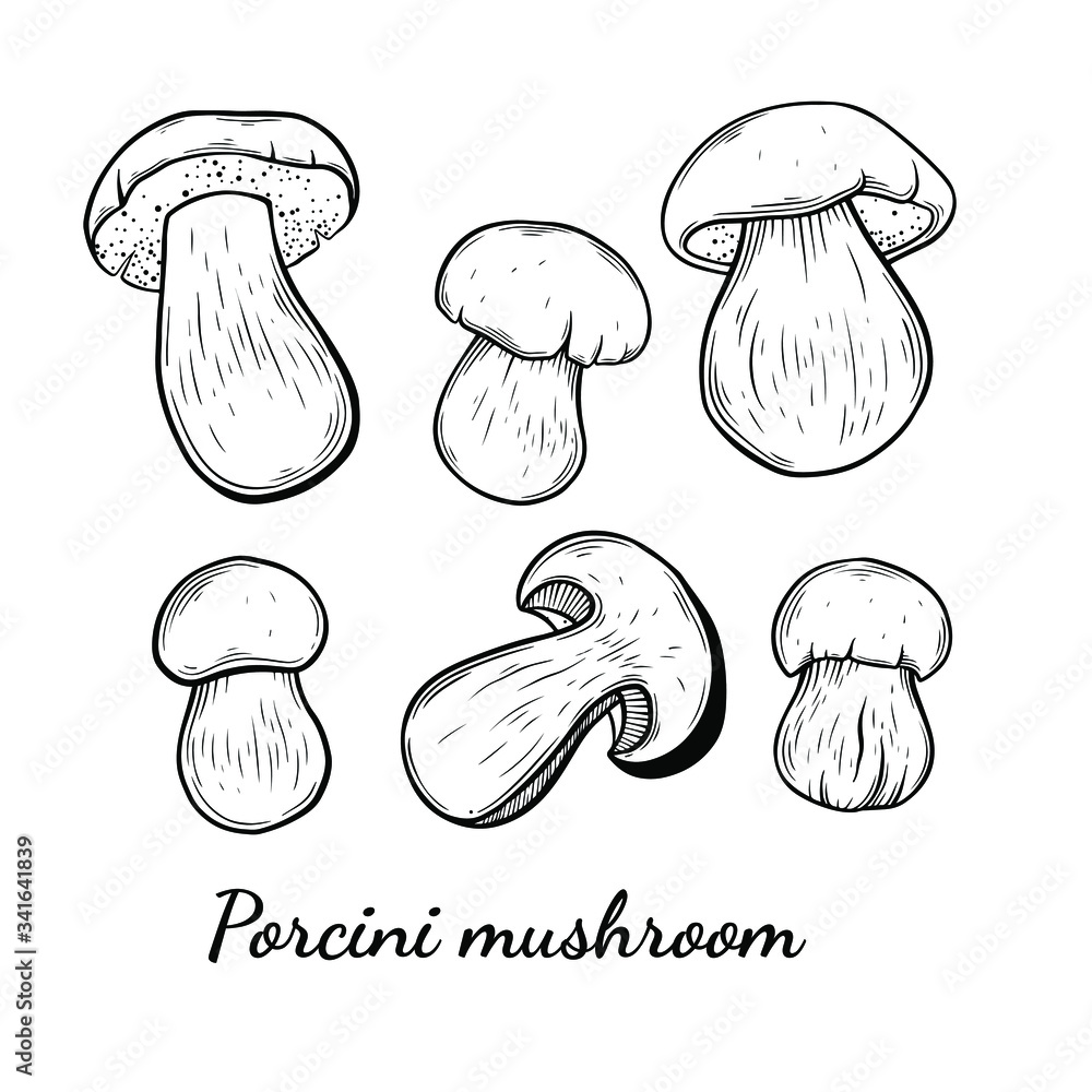 Porcini mushroom hand drawn vector illustration. Sketch style drawing