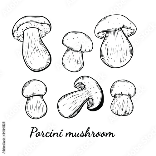 Porcini mushroom hand drawn vector illustration. Sketch style drawing isolated on white background with sliced pieces. Organic vegetarian object for menu, label, recipe, product packaging