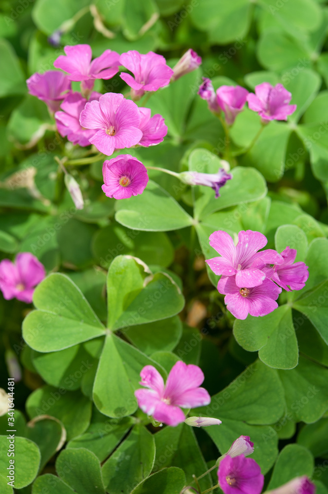 Fototapeta premium Oxalis acetosella (wood sorrel or common wood sorrel) with trifoliate compound leaves and pink flowers,is a rhizomatous flowering plant in the family Oxalidaceae.