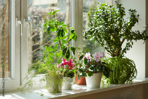 Obraz na płótnie Pots with bright plants on a white windowsill