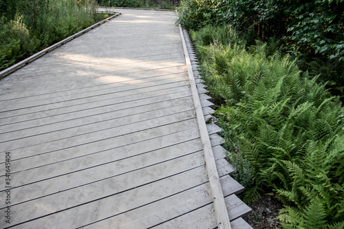 wooden path in a forest 