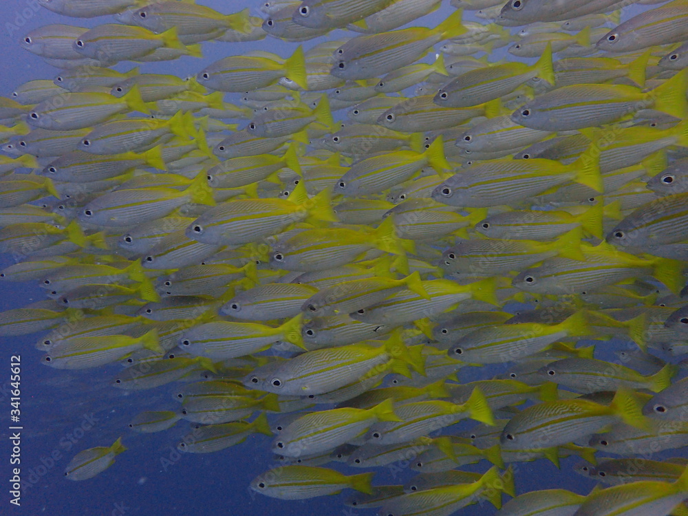 黄色いキンセンフエダイの群れ
