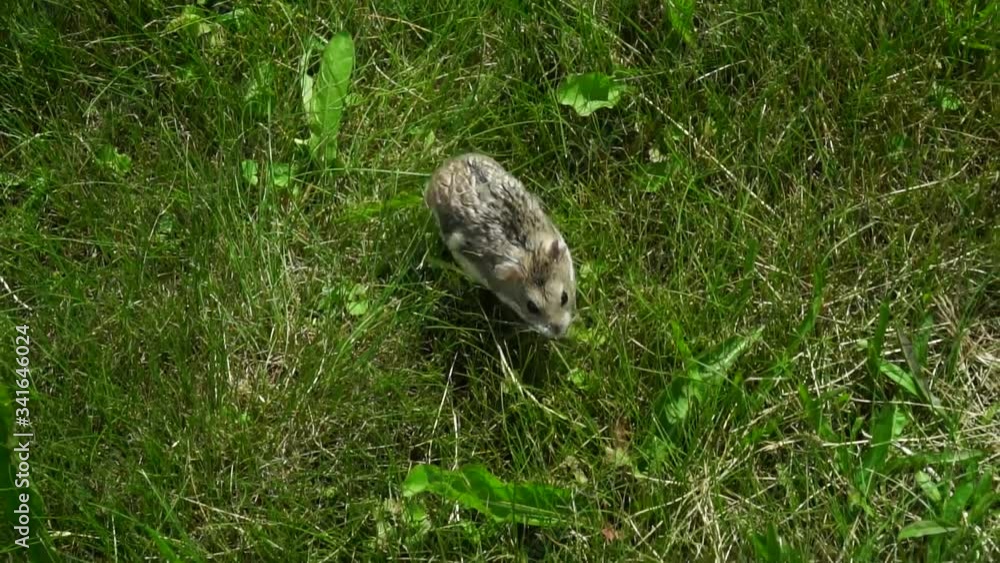 Sweet hamster in the grass. Top view. Summer day. Sweet hamster in the grass. Top view. Summer day.