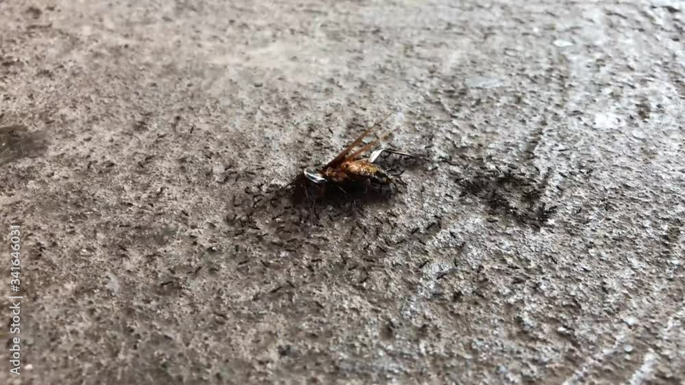 Close-up shot of ants carrying a bee. Timelapse of a group of ants carrying a dead bee among all, on a concrete floor in south america. Close-up shot of ants carrying a bee. Timelapse of a group of ants carrying a dead bee among all, on a concrete floor in south america.