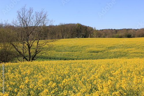 Rapsfeld im Frühling (Norddeutschland)