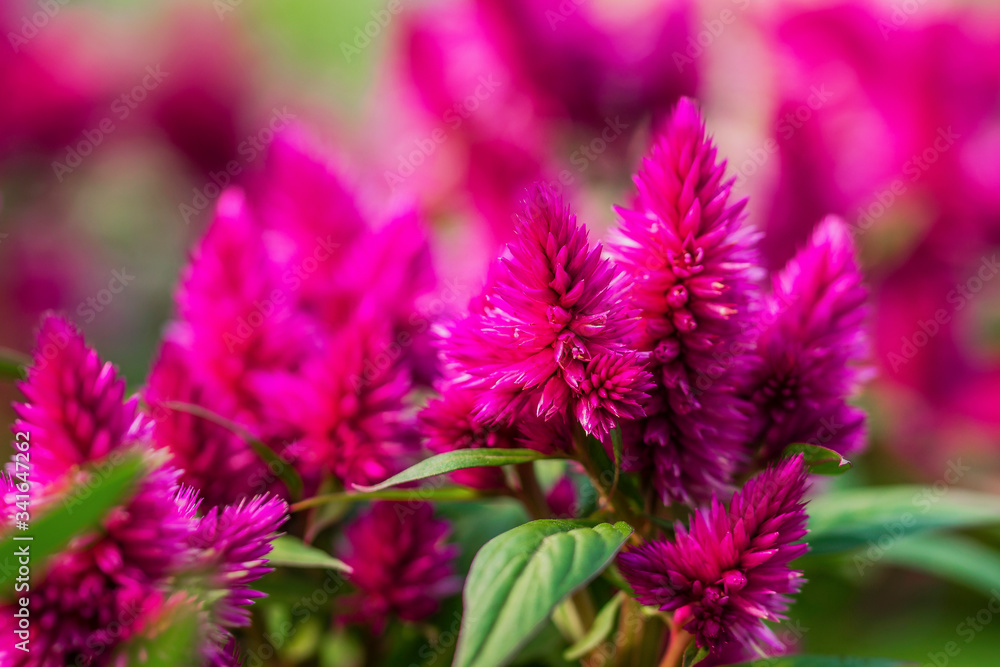Close up of Celosia argentea, commonly known as the plumed cockscomb or silver cock's comb. This particular specie is the Celosia Argentea Intenz Dark Purple. Close up of Celosia argentea, commonly known as the plumed cockscomb or silver cock's comb. This particular specie is the Celosia Argentea Intenz Dark Purple.