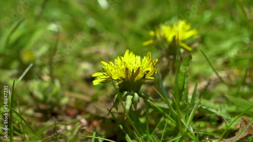 Yellow dandelions in green field. Close up of dandelions spring flowers on the ground. photo