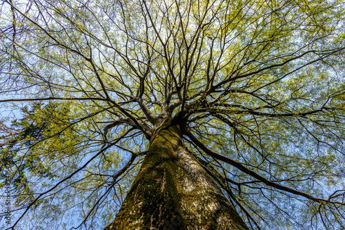 View from below to a huge tree. It is a Celtis australis, commonly known as the European nettle tree, Mediterranean hackberry, lote tree, or honeyberry. The fruit of this tree is sweet and edible.