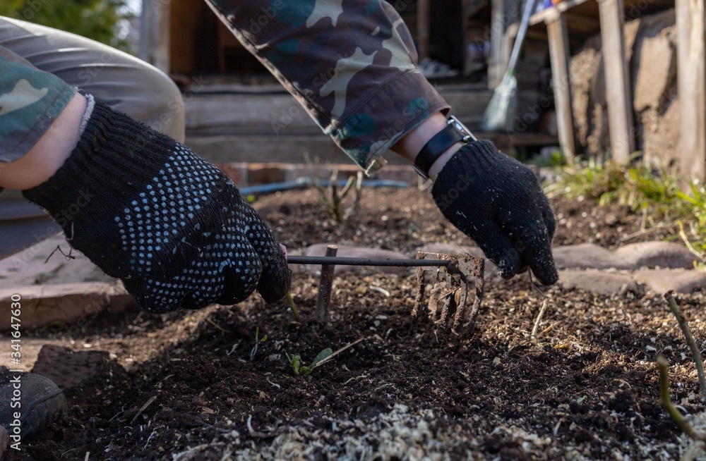 hands in gardening gloves with tools take care of sprouts hands in gardening gloves with tools take care of sprouts