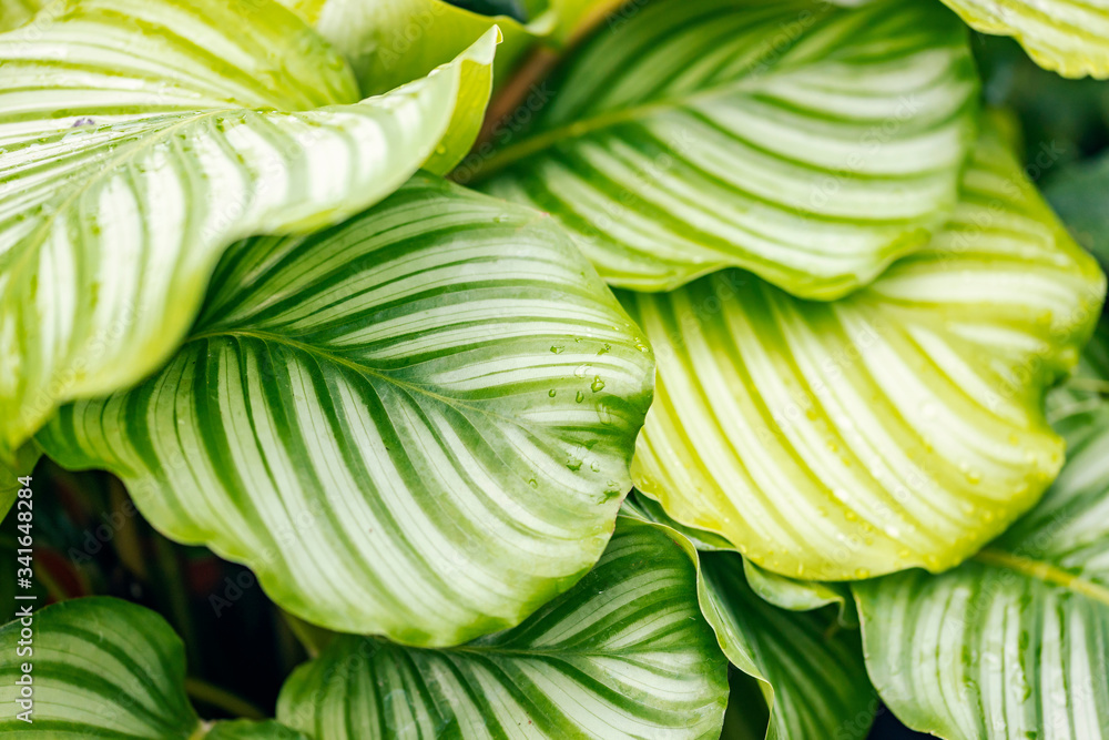 The leaves of the Calathea Orbifolia. This plant is native to Bolivia, and it is commonly kept as an houseplant in temperate zones for its ornamental leaves.