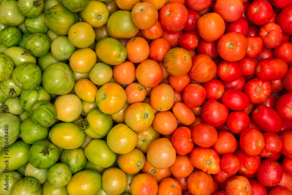 background of tomatoes of different degrees of maturity, color gradient background of tomatoes of different degrees of maturity, color gradient