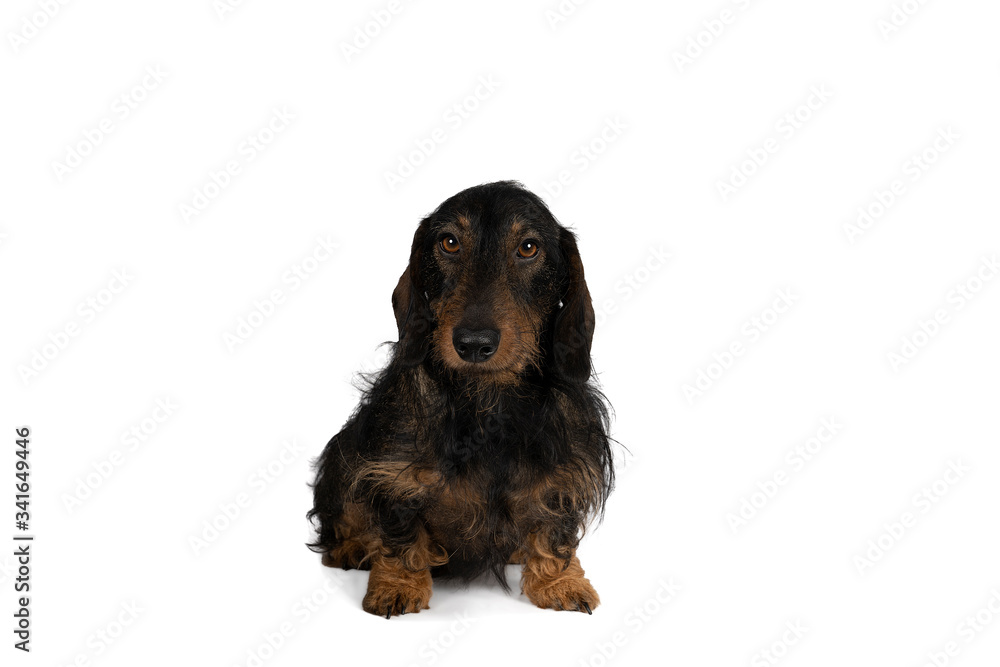 Portrait of a black and tan dachshund dog sitting isolated on a white background