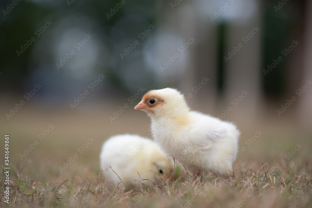 Little baby chicken chicks in the grass Little baby chicken chicks in the grass