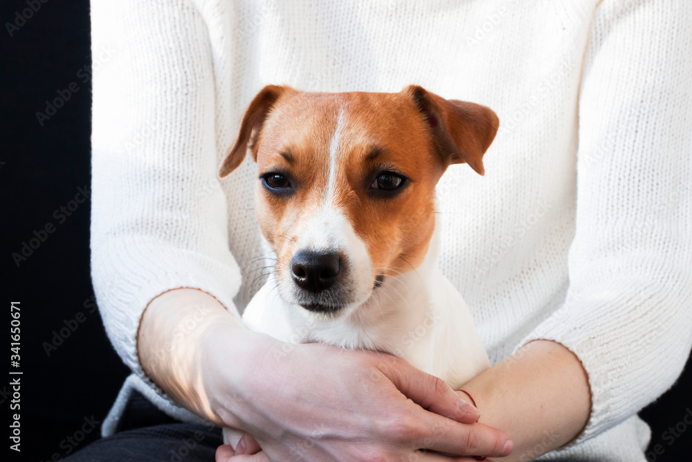 Jack Russell Terrier in the arms of women's hands Jack Russell Terrier in the arms of women's hands