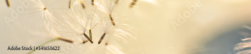 Closeup dandelion seeds on blurred whith ray of light. web banners consepts. HD Image and Large Resolution. can be used as background and wallpaper photo
