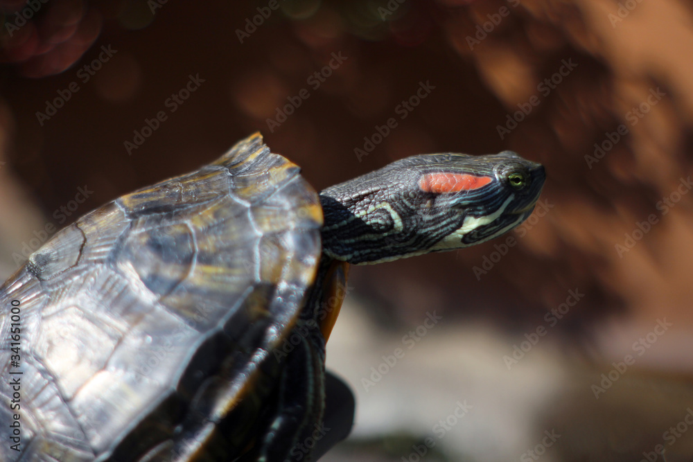 Obraz premium turtles are sunbathing in the morning