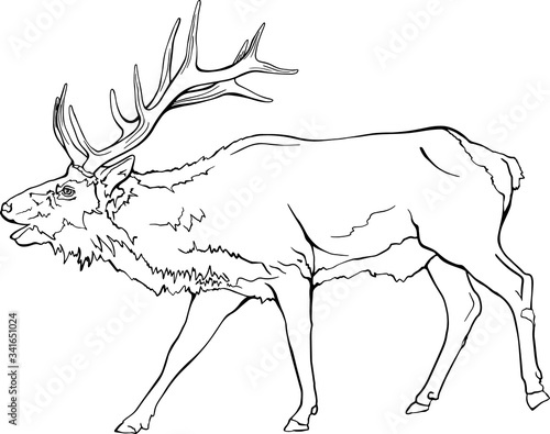 Black and White Line Drawing of a Bugling Bull Elk With Transparent Background Vector