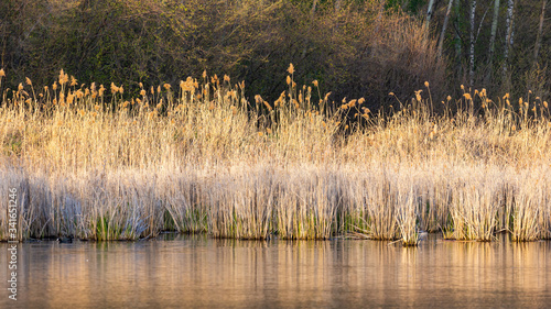 Dry reeds landscape  on the water pond