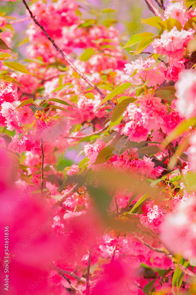 Fashion aesthetics outdoors. Pink Flowers. Cherry blossom tree Fashion aesthetics outdoors. Pink Flowers. Cherry blossom tree