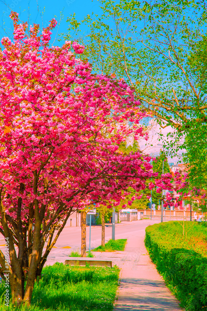 Naklejka premium Fashion aesthetics wallpaper. Street. Cherry blossom tree.